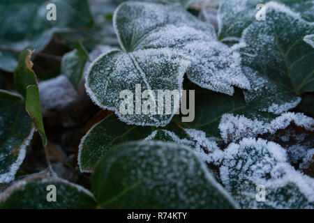 Close-up di verde foglie innevati in inverno Foto Stock