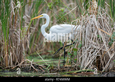 Airone bianco maggiore (Casmerodius Albus), tarda estate, MN, USA di Dominique Braud/Dembinsky Foto Assoc Foto Stock