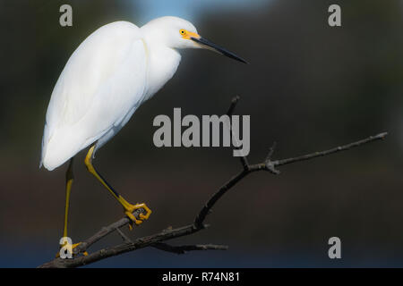 Snowy garzetta ritratto sul pesce persico Foto Stock