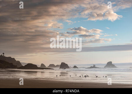 Gabbiani, Indian Beach, sera, Ecola state park, la caduta o, USA, da Dominique Braud/Dembinsky Foto Assoc Foto Stock