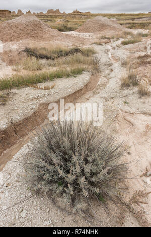 Spazzola di salvia, lungo Gulley, caduta, Badlands NP, S.Dakota, Stati Uniti d'America, di Dominique Braud/Dembinsky Foto Assoc Foto Stock