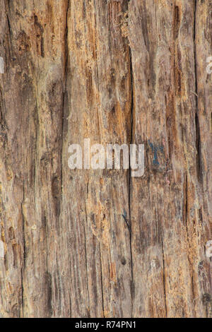 Il vecchio asse di legno con le termiti danni Foto Stock