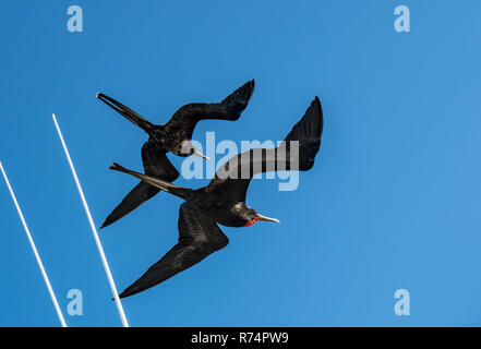 Coppia di fregate volando sopra la barca per una crociera alle Galapagos Foto Stock