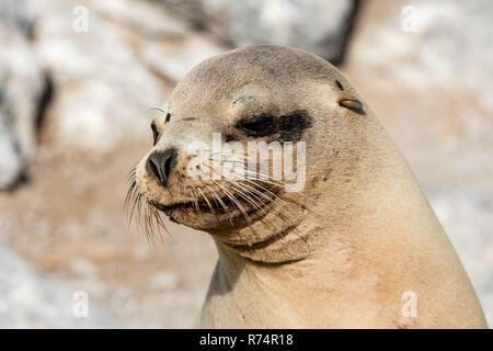 Close-up di una femmina di leone di mare Foto Stock