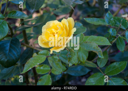 Rosa gialla con foglie di colore verde Foto Stock