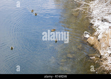 Vista della floating le anatre domestiche (Anas platyrhynchos) in un lago in una fredda giornata invernale. Foto Stock