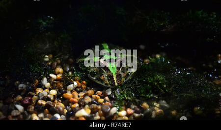 Verde rana cornuta / Il chachoan rana cornuta nascondi sulle rocce ghiaia nella cavità - Argentina rana cornuta Foto Stock