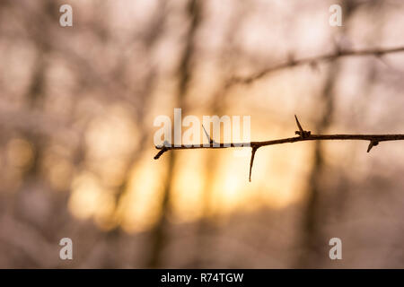 Close-up di un bellissimo ramo spinoso in un freddo inverno mattina davanti al sole nascente. Foto Stock