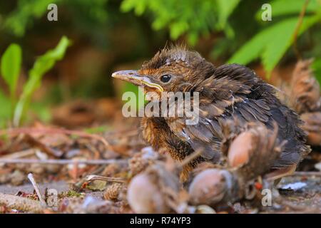 I giovani baby sittin uccello sul terreno Foto Stock