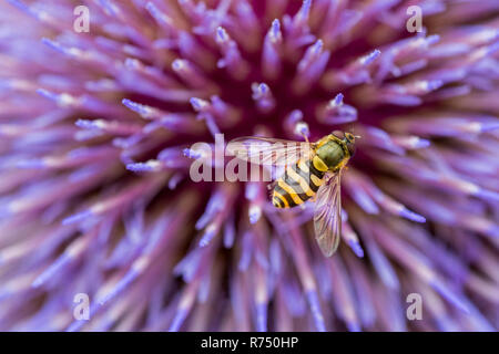 Giallo e nero hoverfly striato con ali trasparenti in appoggio sul viola impulso breve fiori di cardo gigante in un riparto del Northumberland. Foto Stock