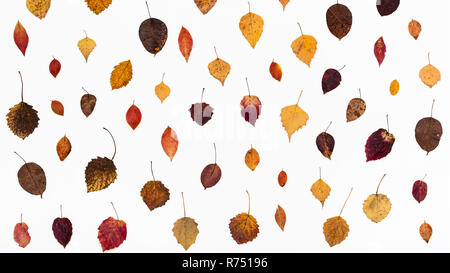 Ornamento da varie caduto foglie di autunno Foto Stock