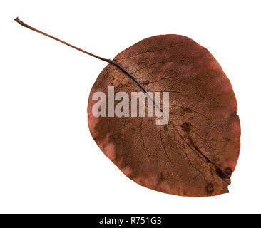 Lato posteriore di marcio autumn leaf di pear tree Foto Stock