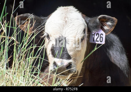 Un tagged mucca mangiare erba isolato in nero. Foto Stock