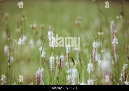 Blooming piantaggine abstract shot con sfondo sfocato Foto Stock