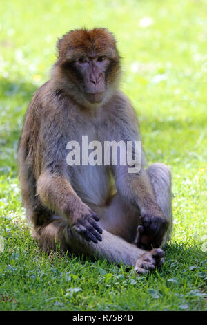 Barberia scimmia magot anche macaca sylvanus Foto Stock