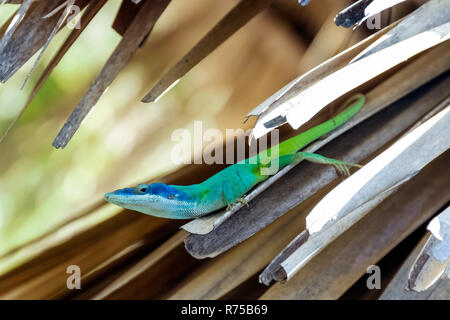 Maschio cubano lizard Allison (Anole Anolis allisoni), noto anche come il blue-guidato anole - Varadero, Cuba Foto Stock