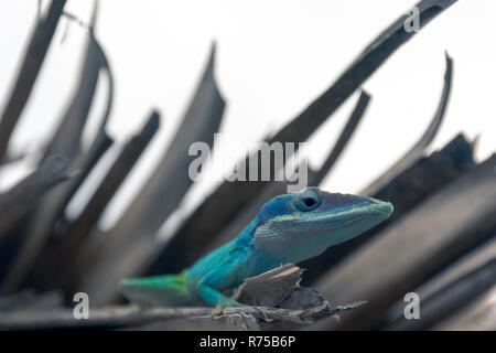 Maschio cubano lizard Allison (Anole Anolis allisoni), noto anche come il blue-guidato anole - Varadero, Cuba Foto Stock