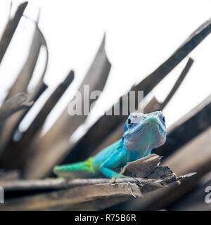 Maschio cubano lizard Allison (Anole Anolis allisoni), noto anche come il blue-guidato anole - Varadero, Cuba Foto Stock