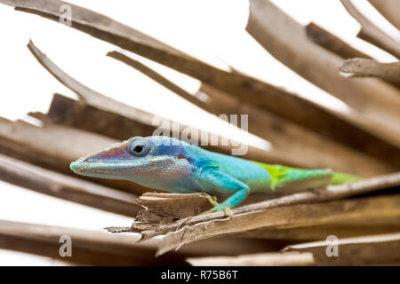 Maschio cubano lizard Allison (Anole Anolis allisoni), noto anche come il blue-guidato anole - Varadero, Cuba Foto Stock