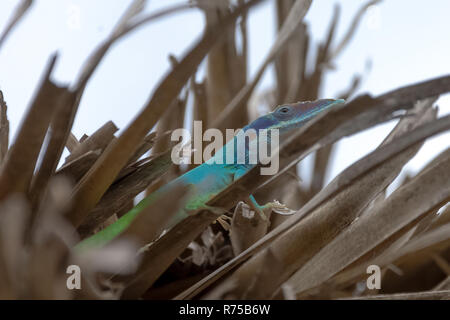 Maschio cubano lizard Allison (Anole Anolis allisoni), noto anche come il blue-guidato anole - Varadero, Cuba Foto Stock