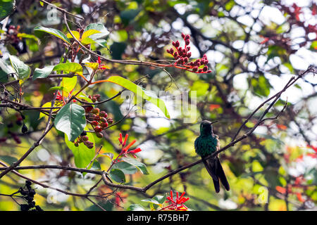 Cubano (smeraldo Ricordii Chlorostilbon) è una specie di Colibrì - maschio - Peninsula de Zapata Parco Nazionale / Zapata palude, Cuba Foto Stock