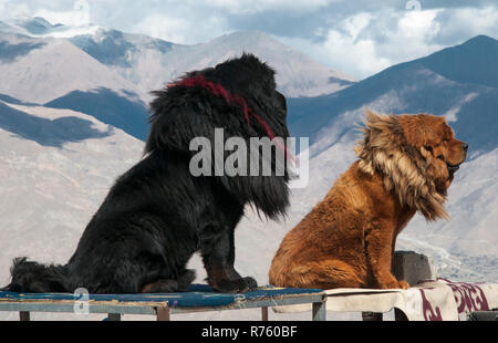 Nativo di formidabile mastiffs, Tibetani cani quasi la dimensione dei Lions salutare i turisti che giungono in corrispondenza di un bordo strada lookout, Tibet, Cina Foto Stock