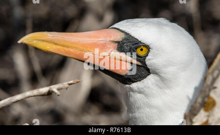 Nazca booby close up Foto Stock