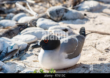 Swallow tailed gull in isole Galapagos Foto Stock