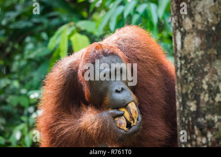 Orangutan in natura. in via di estinzione di fauna selvatica. Foto Stock