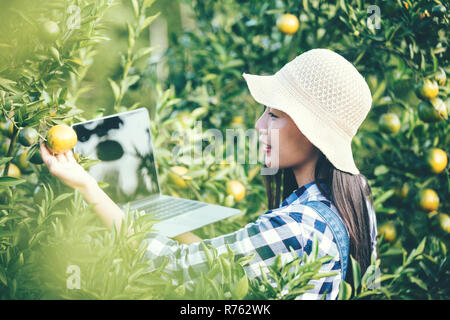 Agricoltore orange lady,i giardinieri sono la raccolta di orange,Orange Garden. Foto Stock