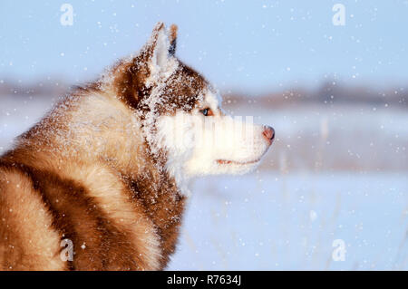 Husky cane di razza nella grande nevicata fiocchi di neve sul lato di rivestimento di close-up Foto Stock