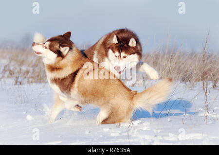 Due di colore rosso e bianco siberian husky Cani giocando al divertimento in inverno per esterno Foto Stock