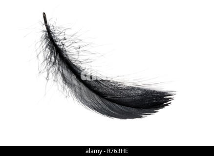Singola nera floating giù su sfondo bianco. Foto Stock