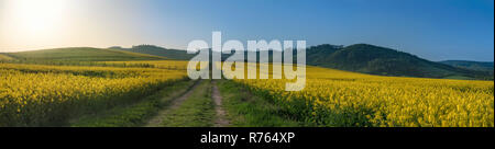 Country Road in giallo i campi di colza Foto Stock