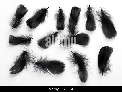 Piume nere su sfondo bianco Foto stock - Alamy