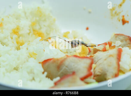 Sporchi alimentari / scarafaggi a mangiare riso cibo vivente nella cucina di casa / close up di scarafaggi sulla ciotola batteri contaminanti alimenti Foto Stock