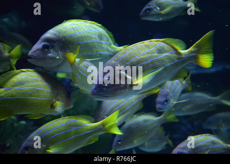 Foderato blu snapper pesce / scuola di blue rivestita snapper nuoto vita marina oceano subacquea (Lutjanus kasmira) Foto Stock