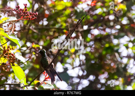 Cubano (smeraldo Ricordii Chlorostilbon) è una specie di Colibrì - maschio - Peninsula de Zapata Parco Nazionale / Zapata palude, Cuba Foto Stock