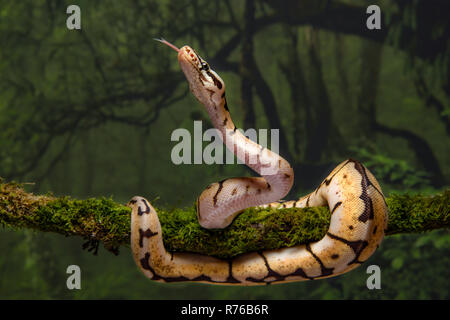 Una chiusura di un bambino Bumble Bee royal python. Esso è avvolto intorno a un ramo di albero con la sua testa e la lingua di fuori Foto Stock