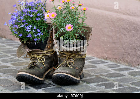 Fiori piantati nelle vecchie scarpe da trekking Foto Stock