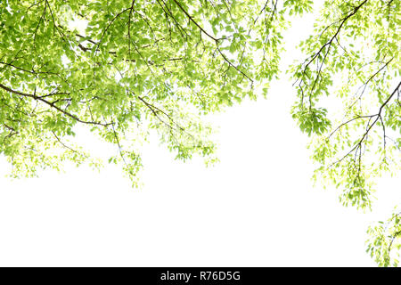 Splendida struttura a molla con nuove foglie isolate su cielo luminoso sullo sfondo Foto Stock