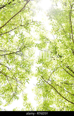 Splendida struttura a molla con nuove foglie isolate su cielo luminoso sullo sfondo Foto Stock