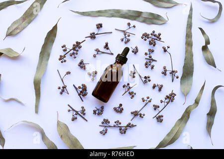 Eucalipto secca semi e foglie con olio essenziale su sfondo bianco. Foto Stock