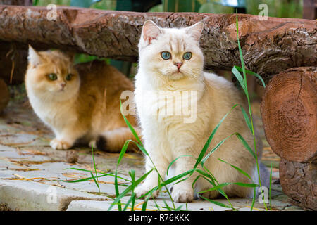 Due gatti britannici sedersi in giardino nel cortile sotto un banco di registro, un gatto bianco con gli occhi blu in primo piano tra l'erba e un gatto dorato in ba Foto Stock