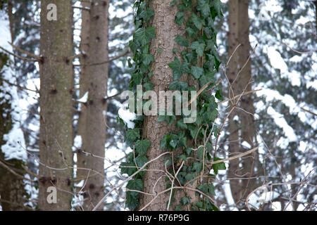 Ivy vasca in corrispondenza di un albero in una foresta con la neve in inverno al giorno Foto Stock