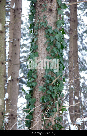 Ivy vasca in corrispondenza di un albero in una foresta con la neve in inverno al giorno Foto Stock