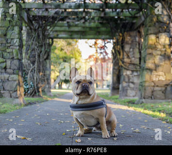 Giovani bulldog francese seduti nella parte anteriore del gateway di pietra. Foto Stock