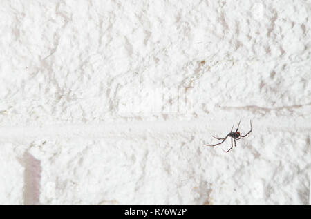 Redback Spider in un angolo di una stanza in una famiglia australiana Foto Stock