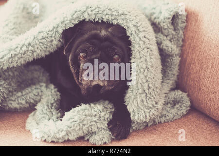 Nizza vecchia pug sotto il foglio a casa. dolce e piacevole per proteggere la tua casa. bellissimi colori blu e ciano. Il rapper immagine dell'umore. Foto Stock