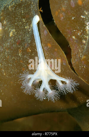 Sgambate medusa (Lucernaria quadricornis), Mare Bianco, Carelia, artiche, Russia Foto Stock